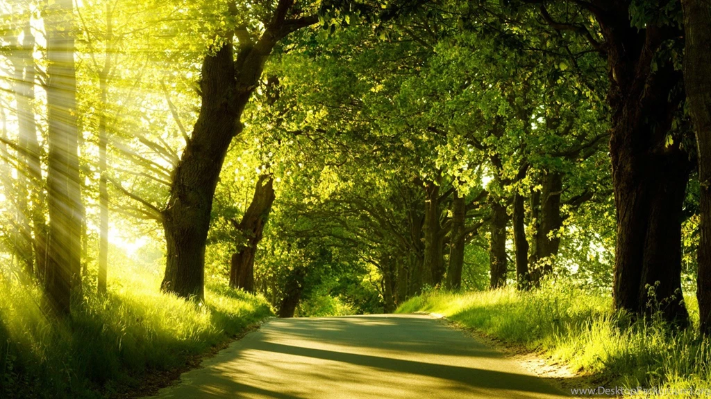 Images3 > Landscape > TREES LANDSCAPE,PICTURES,HD,WALLPAPERS ...