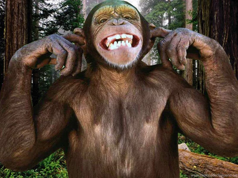 Paulbarford Heritage The Ruth: Monkey Hd Wallpapers