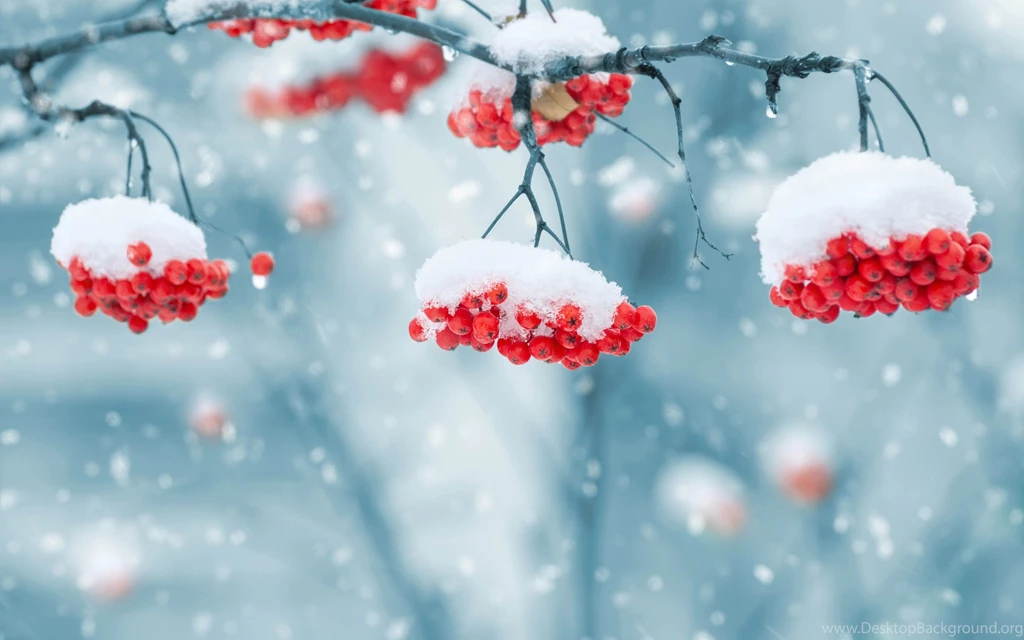Winter Backgrounds Rowan Berry Under The Snow Photo