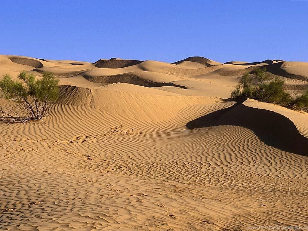 Desert Biome Climate