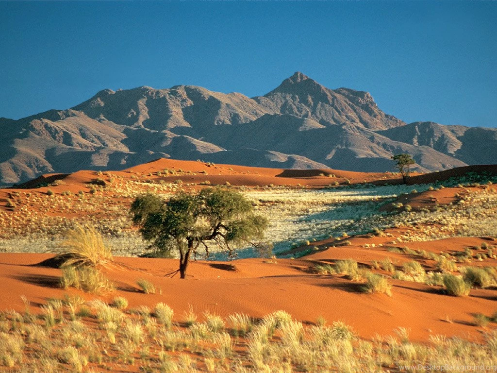 Desert Landscaping