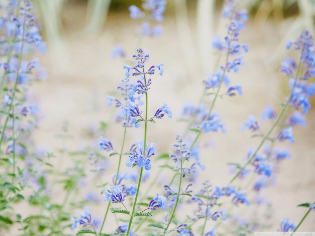 Blue Small Flowers HD Desktop Wallpapers : Widescreen : High ...