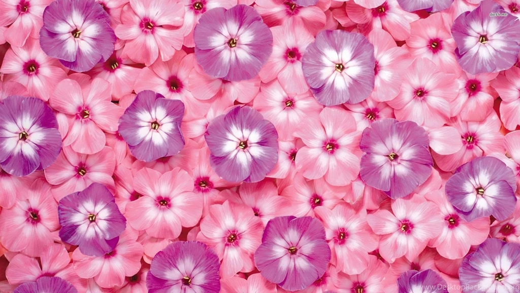 Small Flowers Wallpapers Wallpapers High Definition