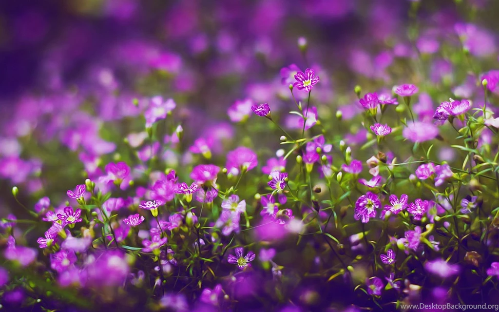 Mysterious Purple Small Flowers Desktop Wallpapern 6 － Flower ...