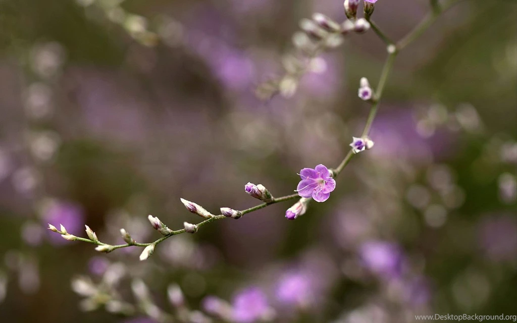 Mysterious Purple Small Flowers Desktop Wallpapers 12 - Flower ...