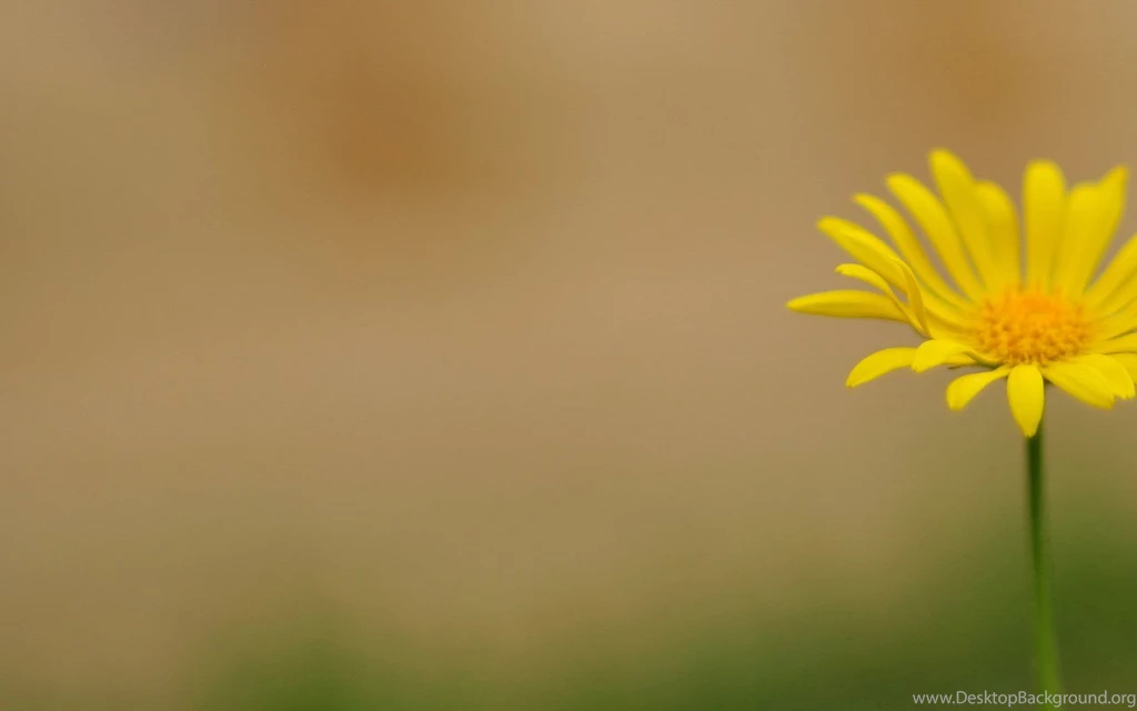Small Flowers - Flower Wallpapers Free Download Wallpapers ...