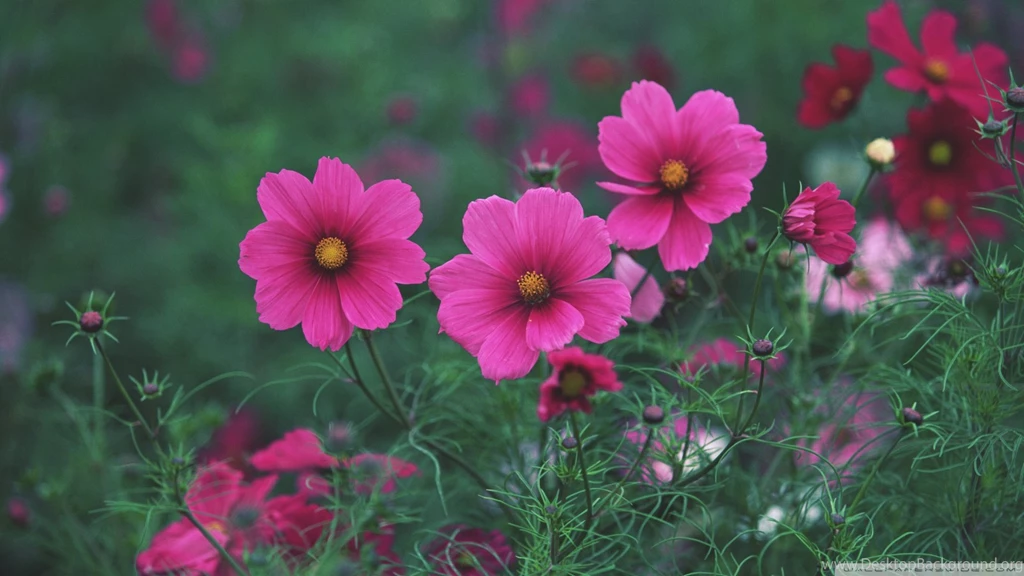 Download Small Pink Flowers 2 Wallpapers 1920x1080