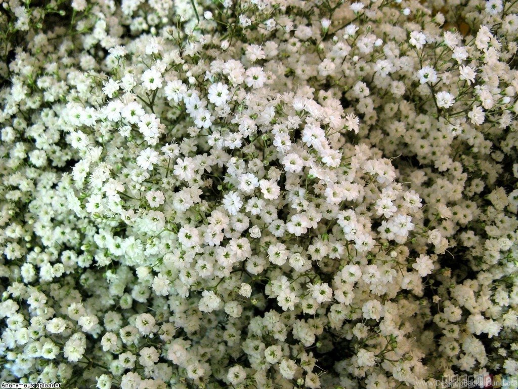 Wallpapers Small Flowers Tiny White 318873.6 1024x768