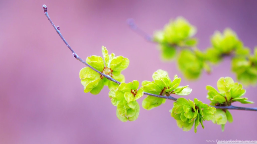 Small Green Flowers HD Desktop Wallpapers : High Definition ...