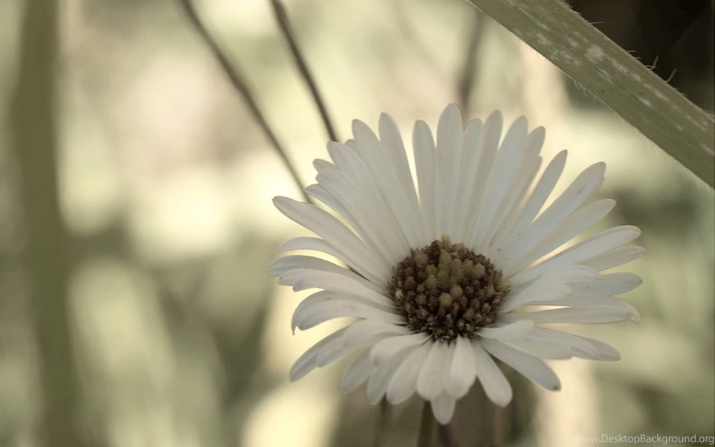 Small Flowers － Flower Wallpapers   Free Download Wallpapers ...