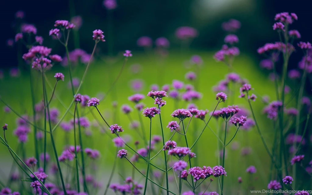 Mysterious Purple Small Flowers Desktop Wallpapern 5   Flower ...
