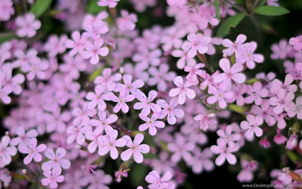 Wallpapers Small Flowers Purple 268697.6 1280x800
