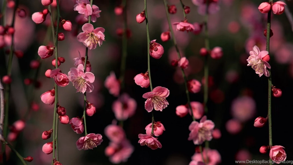 Small Flowers Twig   Typta.com