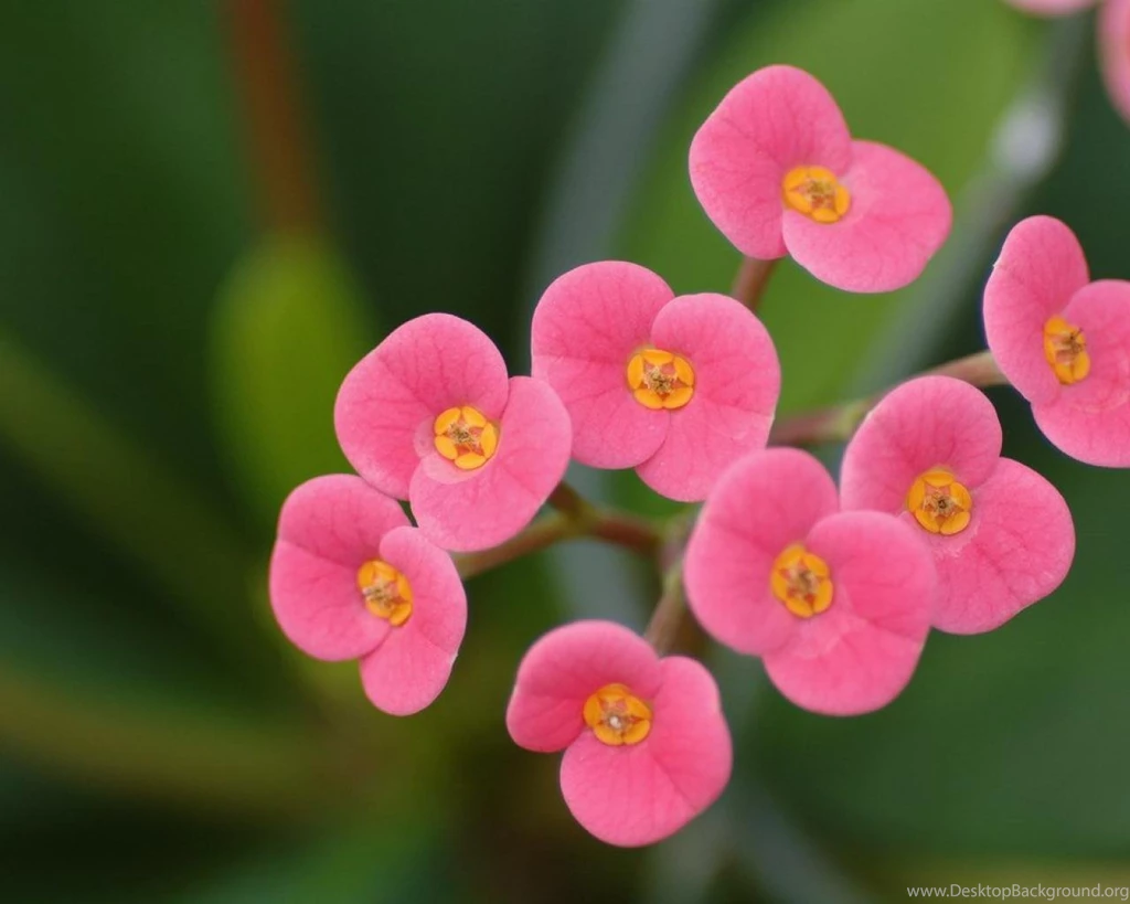 Blossoms Small Flowers Hd Wallpapers   (