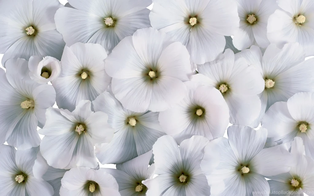 Download Wallpapers 1920x1200 Flowers, Pollen, Small, White, Many ...