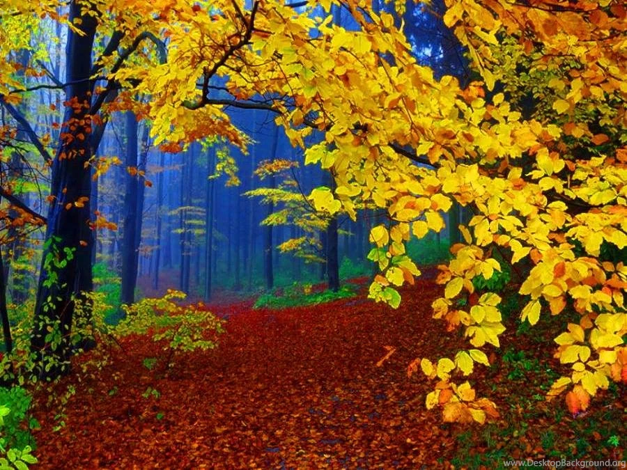 BEAUTIFUL AUTUMN FOREST WALLPAPER   (
