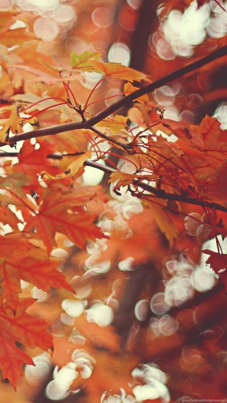 Beautiful Autumn Maple Leaves iPhone 6 Wallpapers