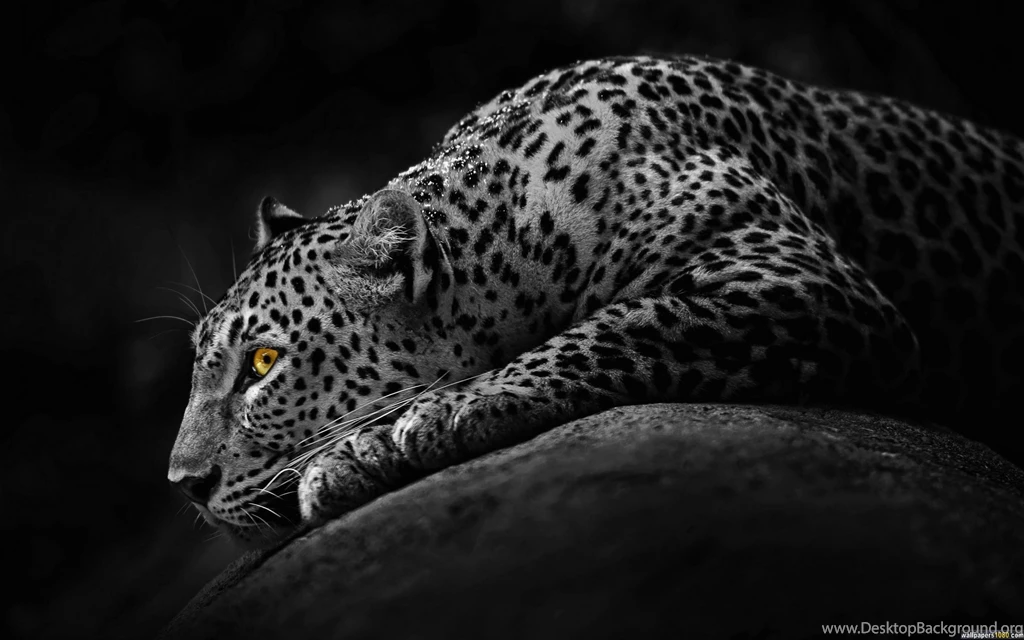 Download Black Dark Jaguar Windows 10 Wallpapers