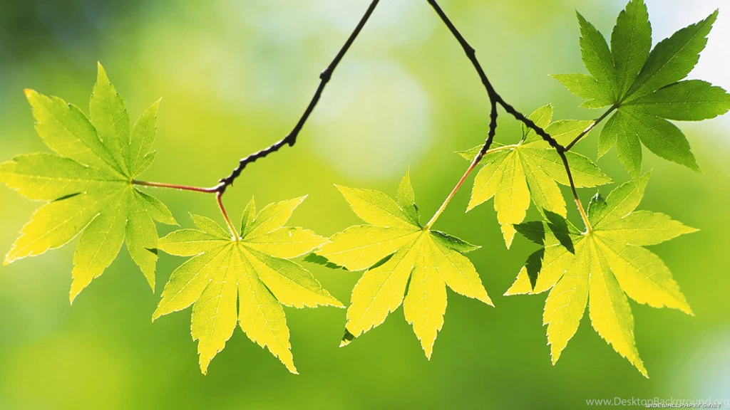 Wallpapers Wide Collection (27+)