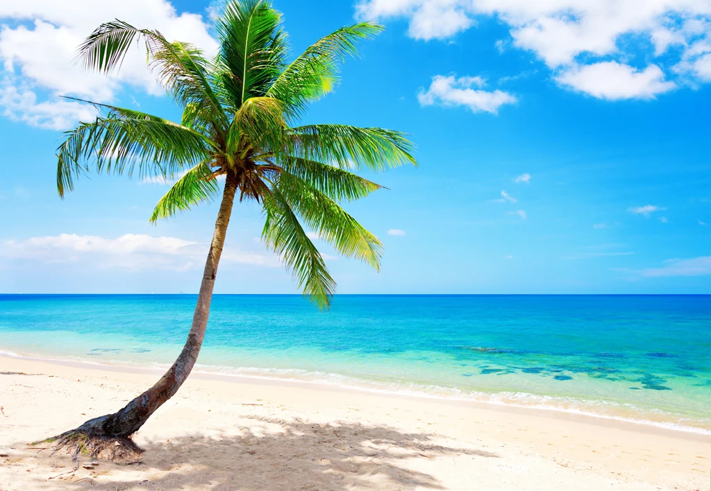 Palm Tree On A Paradise Beach