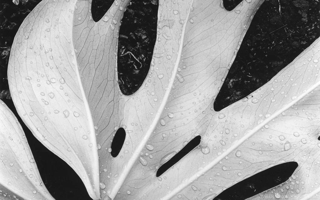 Mac OS X Snow Leopard Leaf Wallpapers Wallpapers HD Wallpapers 71781