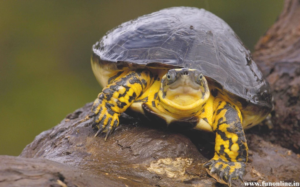 Turtle Wallpapers, Download Cute Underwater Turtles HD Wallpapers Free