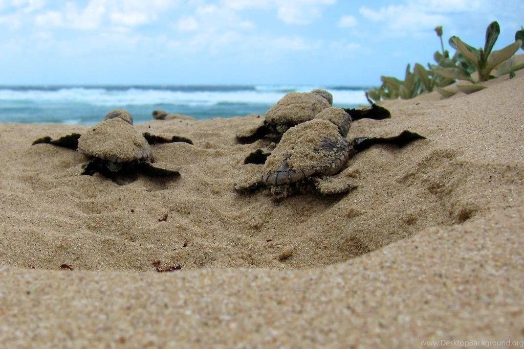 Cute Baby Turtles Wallpapers Android Apps On Google Play