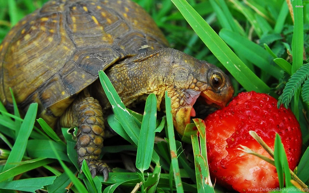 Hungry Turtle Wallpapers HD Wallpaper Backgrounds Of Your Choice