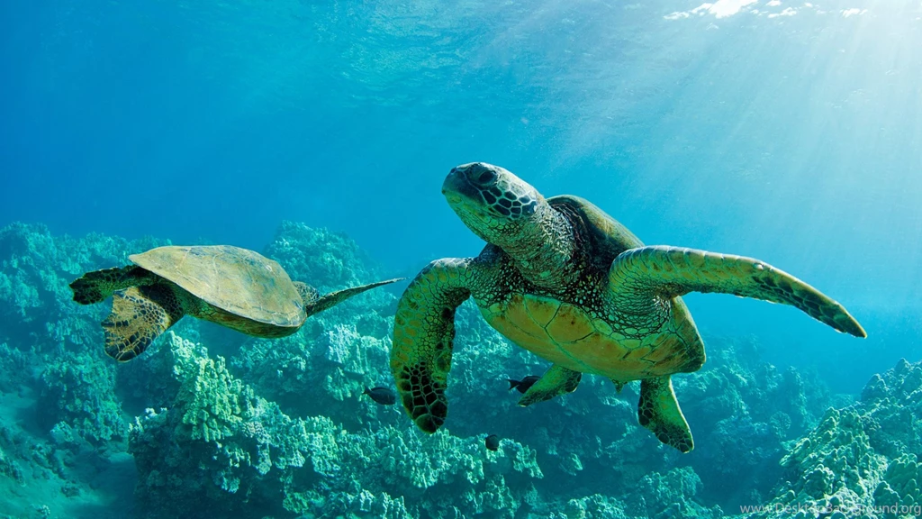 Cute Turtles