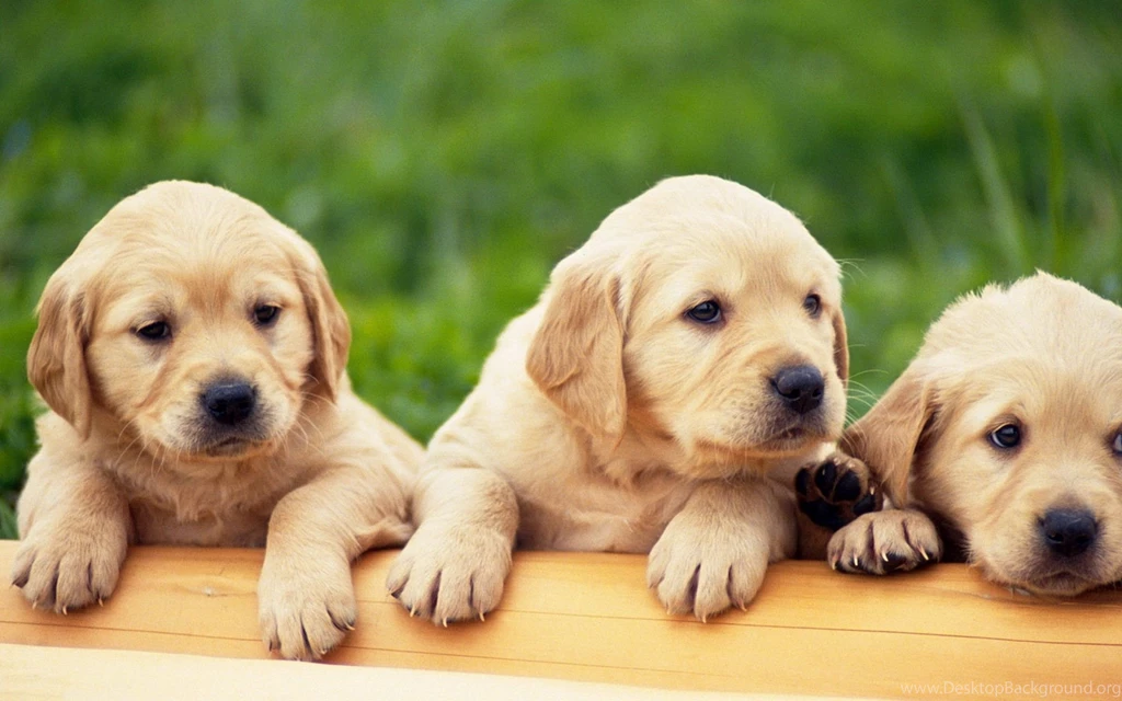 Cute Puppies Wallpapers