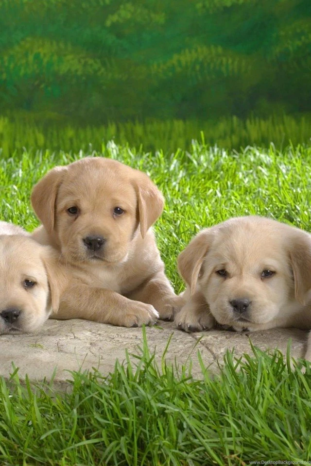 Related To Cute Beagle Puppy Hd Desktop Wallpapers High Definition ...