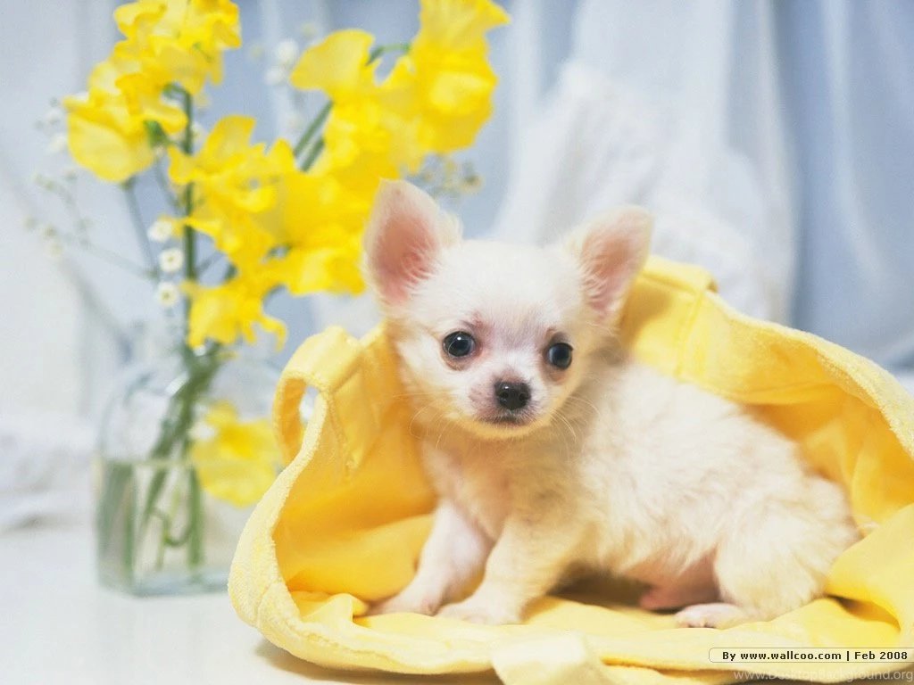 Cute Puppies Photos   Lovely Puppy Portraits 1024x768 NO.42 ...