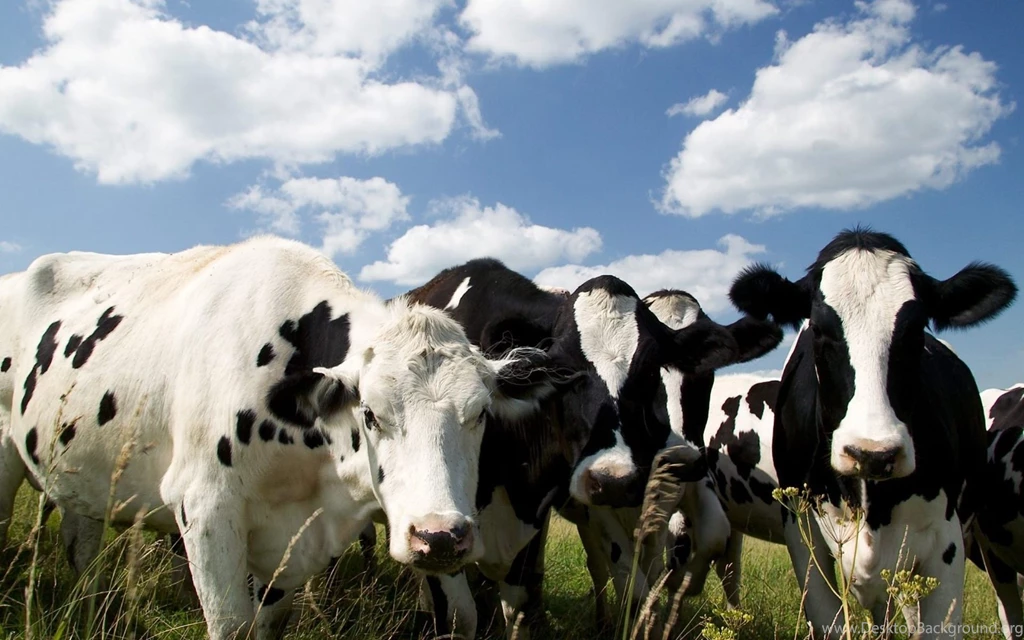 Cow Computer Wallpapers, Desktop Backgrounds