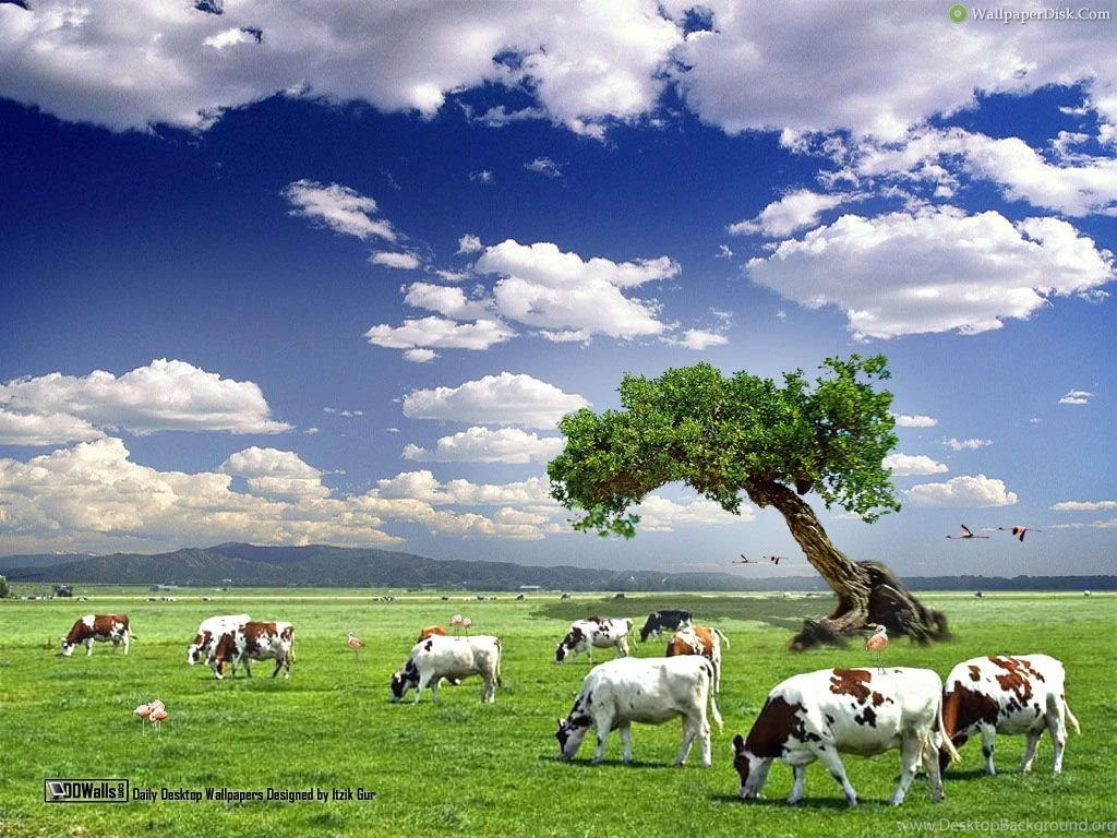 Cows Cow Collection Desktop Backgrounds, HQ Backgrounds