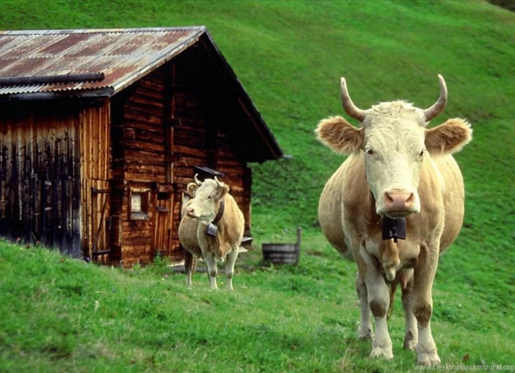 Cow Wallpapers Wallpapers Cave