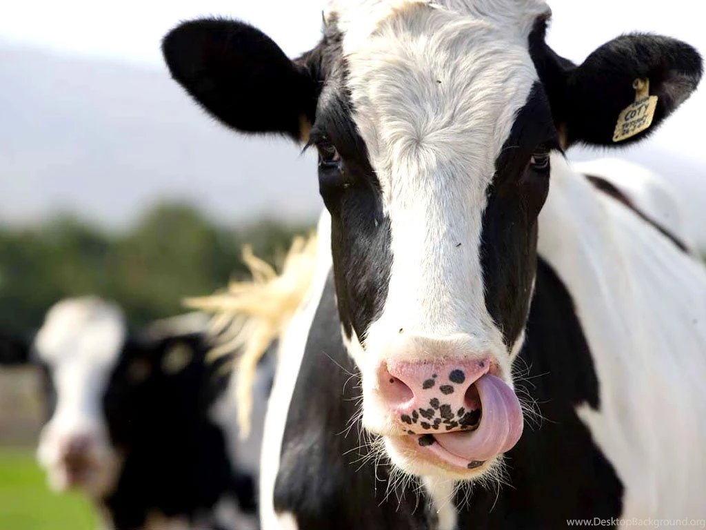 Cows Wallpapers Domestic Cows Animal Photos
