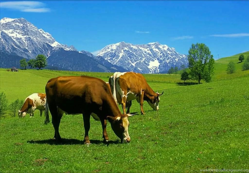 16 Cattle Wallpaper Backgrounds Desktop Wallpapers