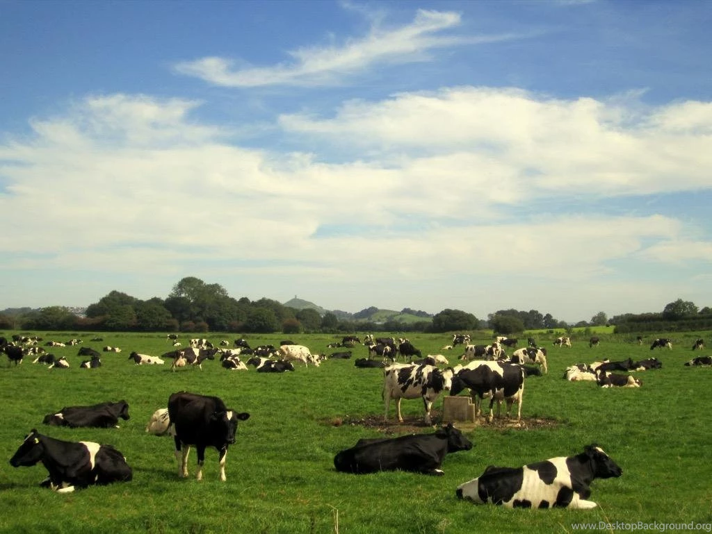 Holstein Cow Wallpapers FREE Android Apps On Google Play