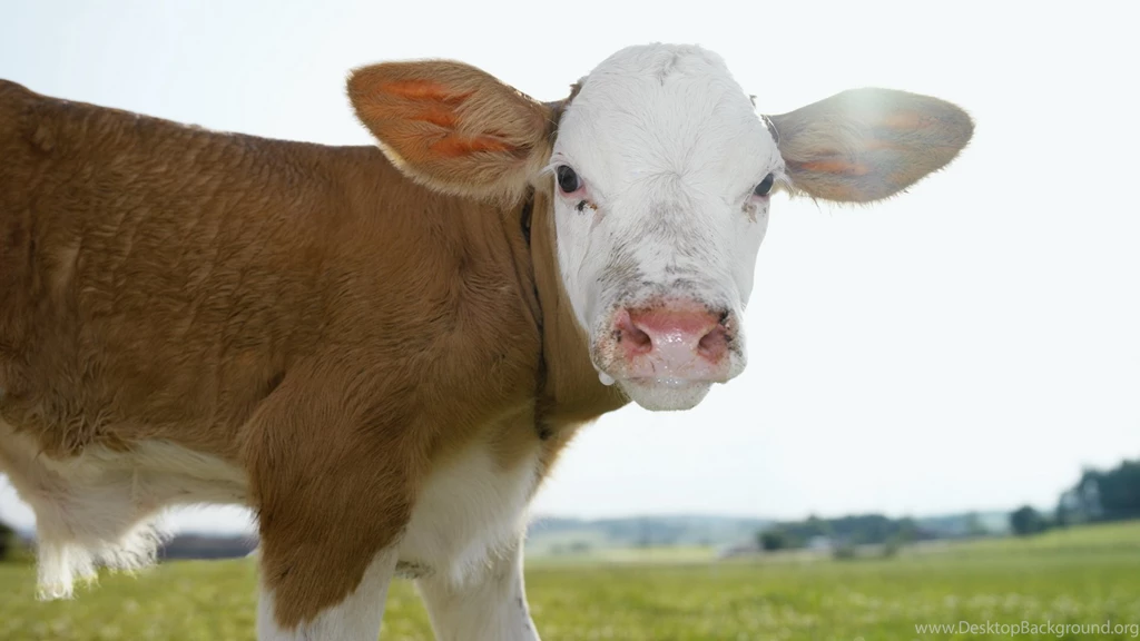 Download Wallpapers 1920x1080 Snout, Cow, Ears, Grass Full HD 1080p ...
