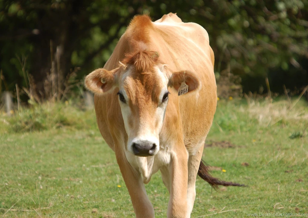 101 Cow HD Wallpapers