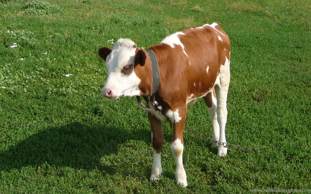 101 Cow HD Wallpapers