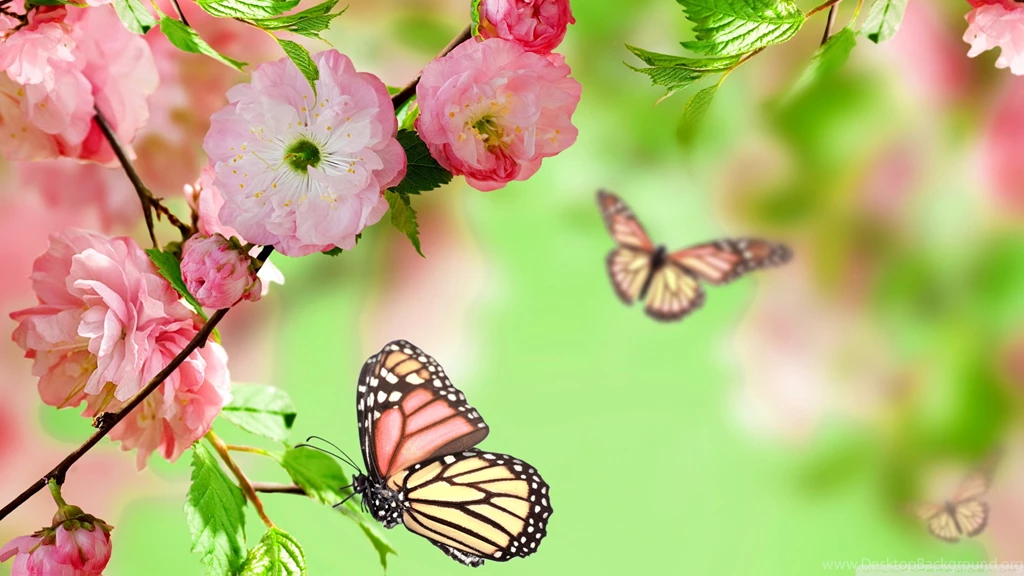 Springtime Joy HD Desktop Wallpapers : Widescreen : High Definition ...