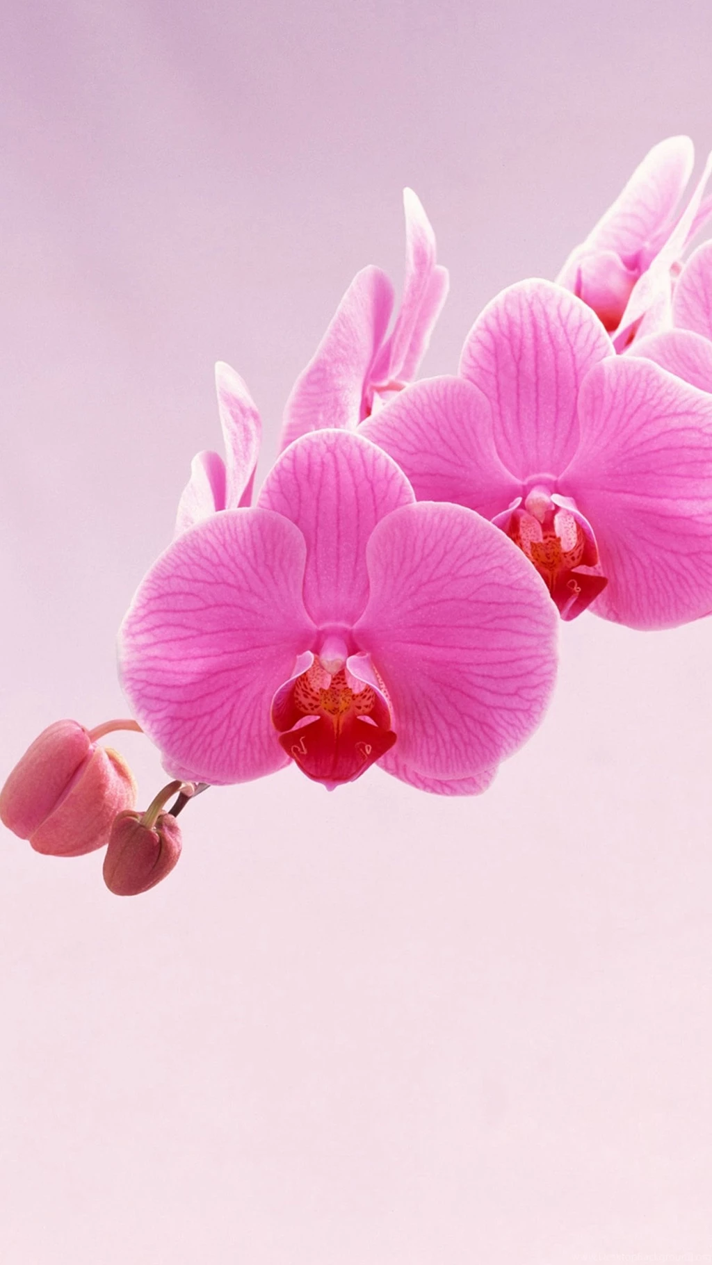 Pleasant Pink Phalaenopsis Galaxy Note 5 Wallpapers.jpg