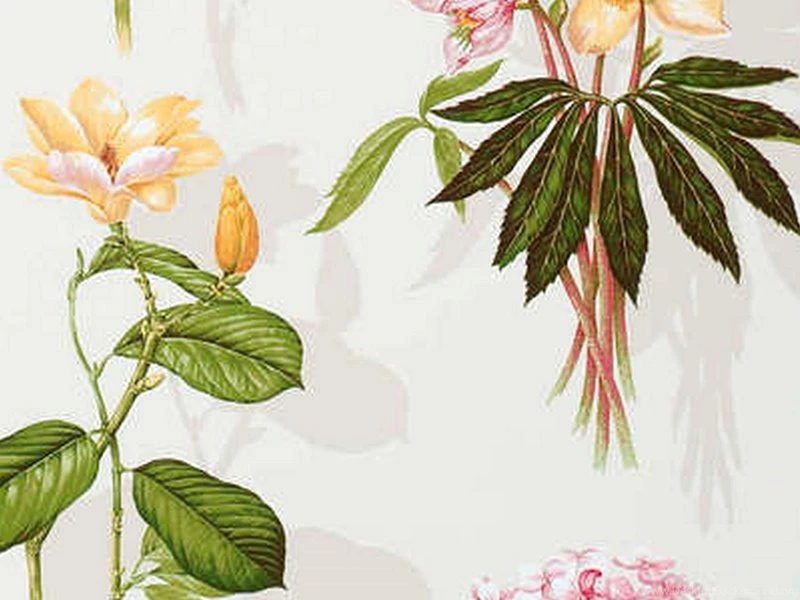 Wallpapers Floral Pattern With Ombre Pierre Frey 800x600