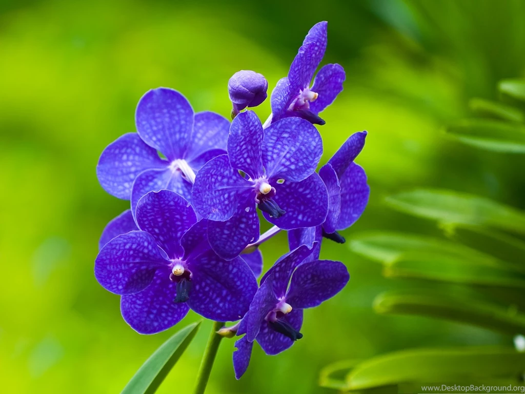 Computer Wallpapers Free, Blue Orchids On Green Background, Smile ...