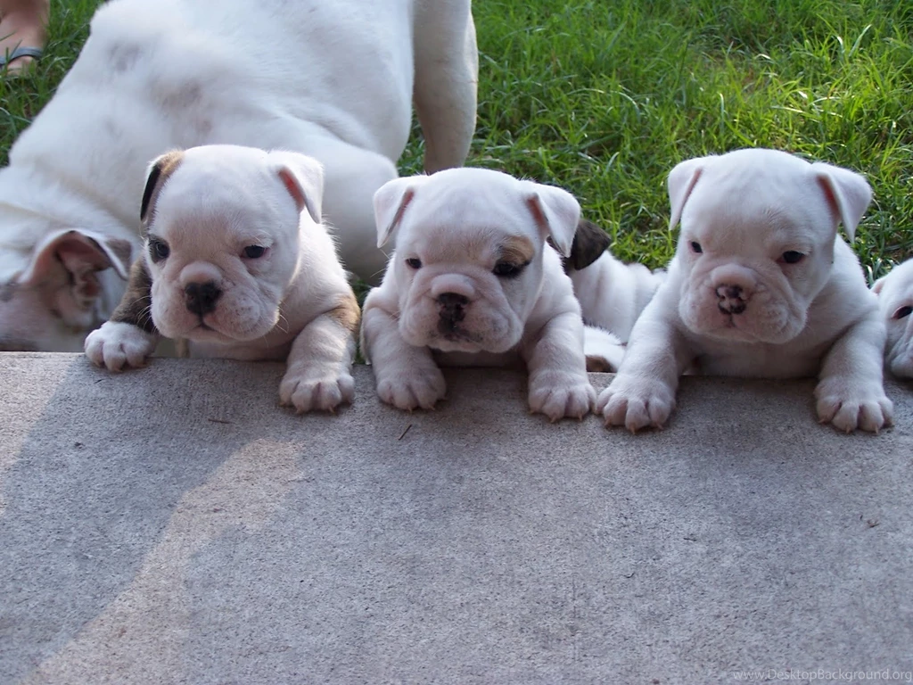 Puppies Wallpapers