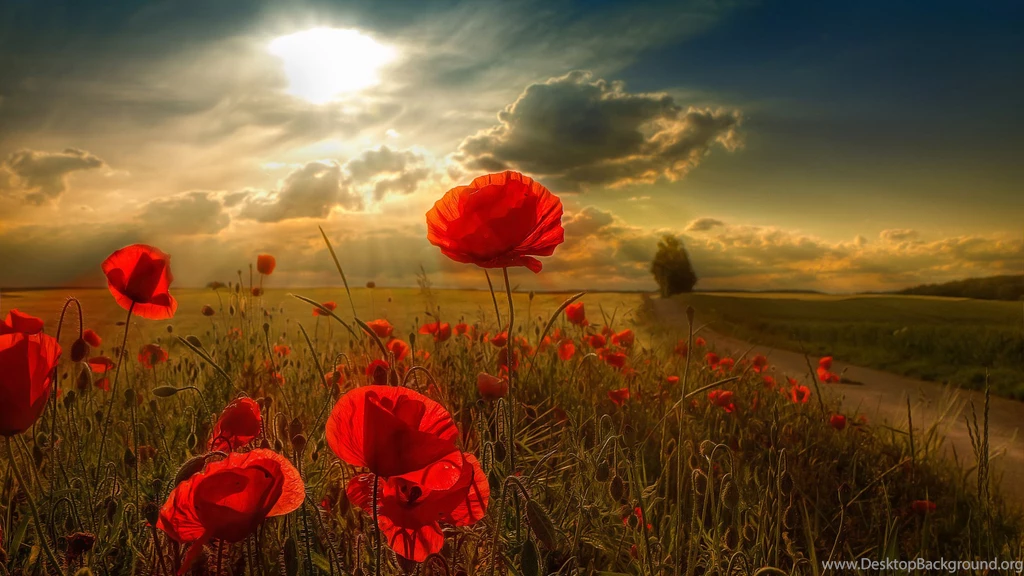 Nature Wallpapers HD
