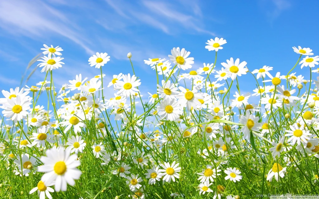 Field Of Daisies HD Desktop Wallpapers : High Definition ...