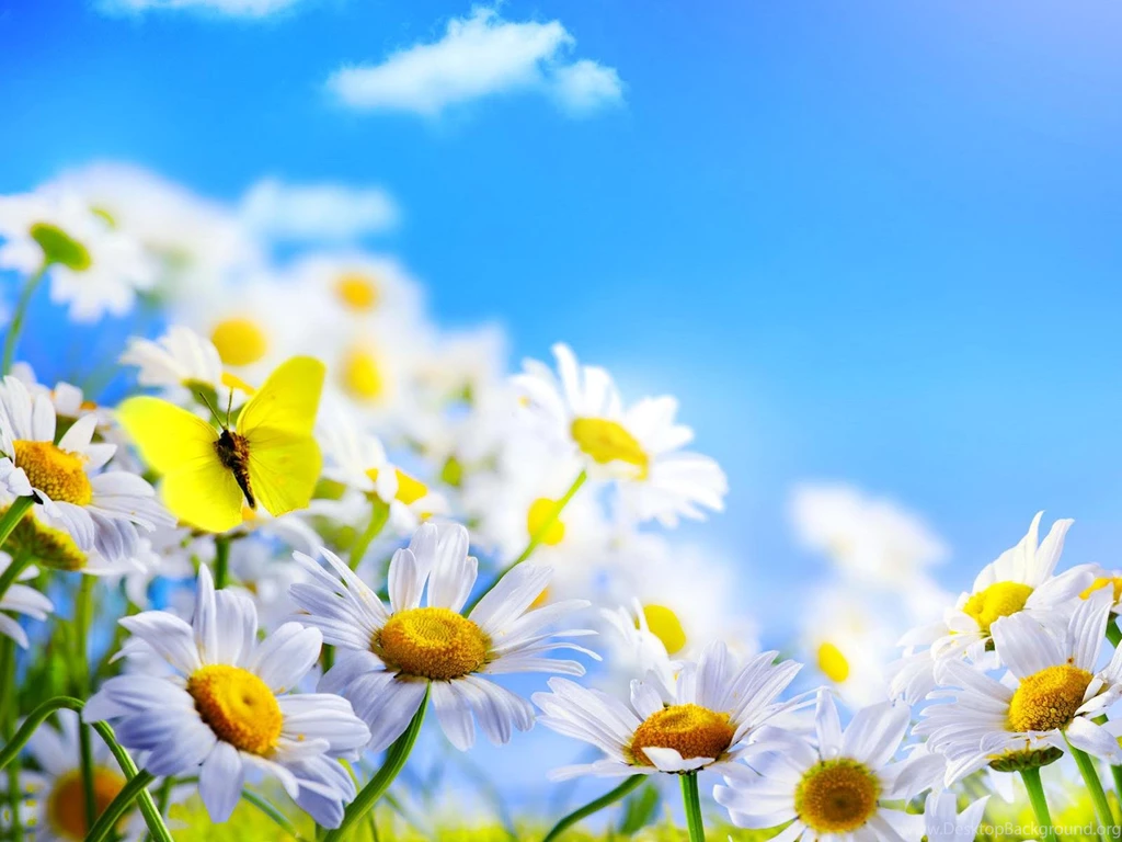 Daisies Field (