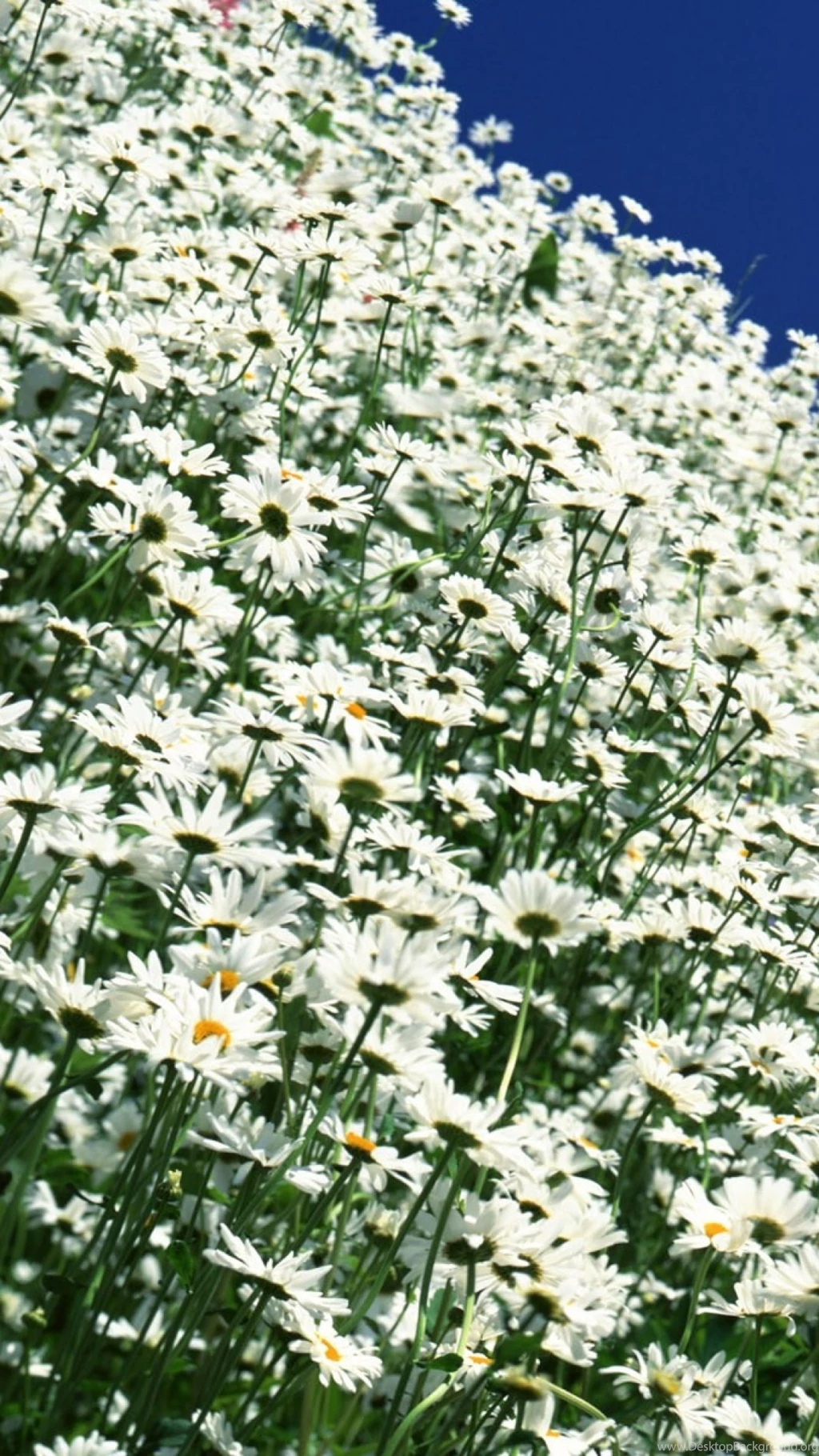 Download Wallpapers 1080x1920 Daisies, Flowers, Field, Angle, Shot ...